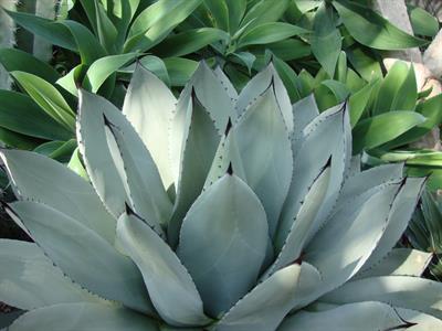 Agave parryi